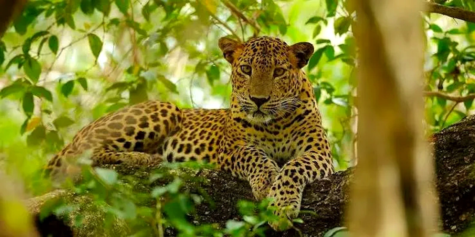 Wilpattu