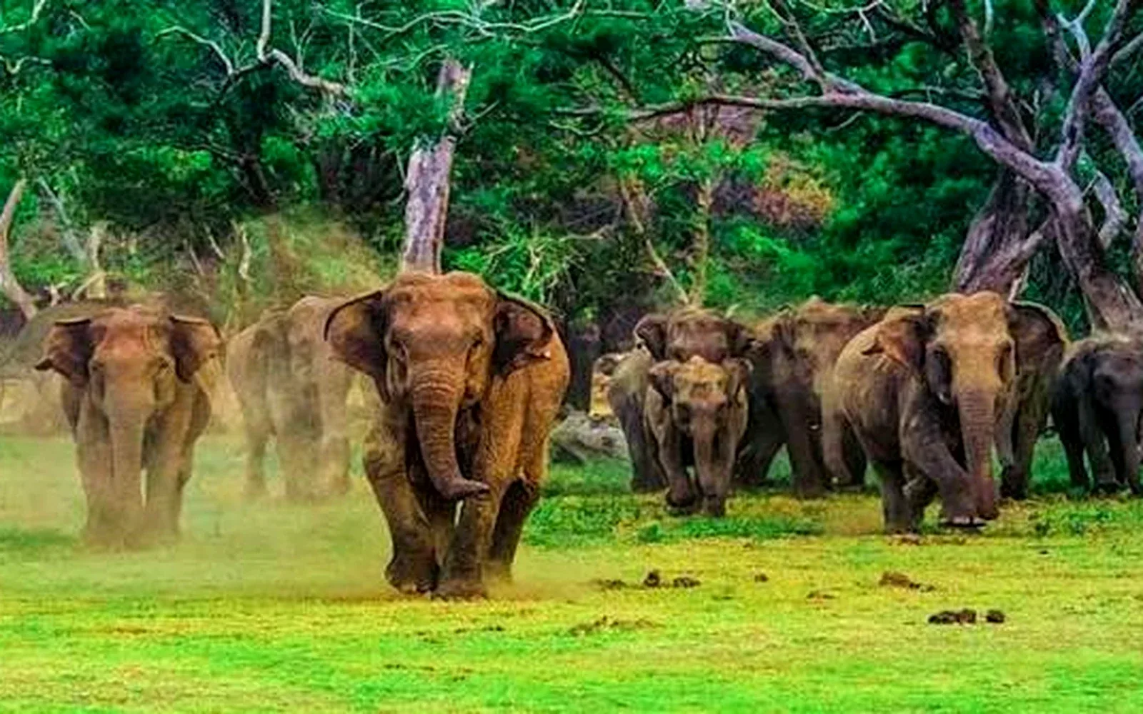 Elephant Safari