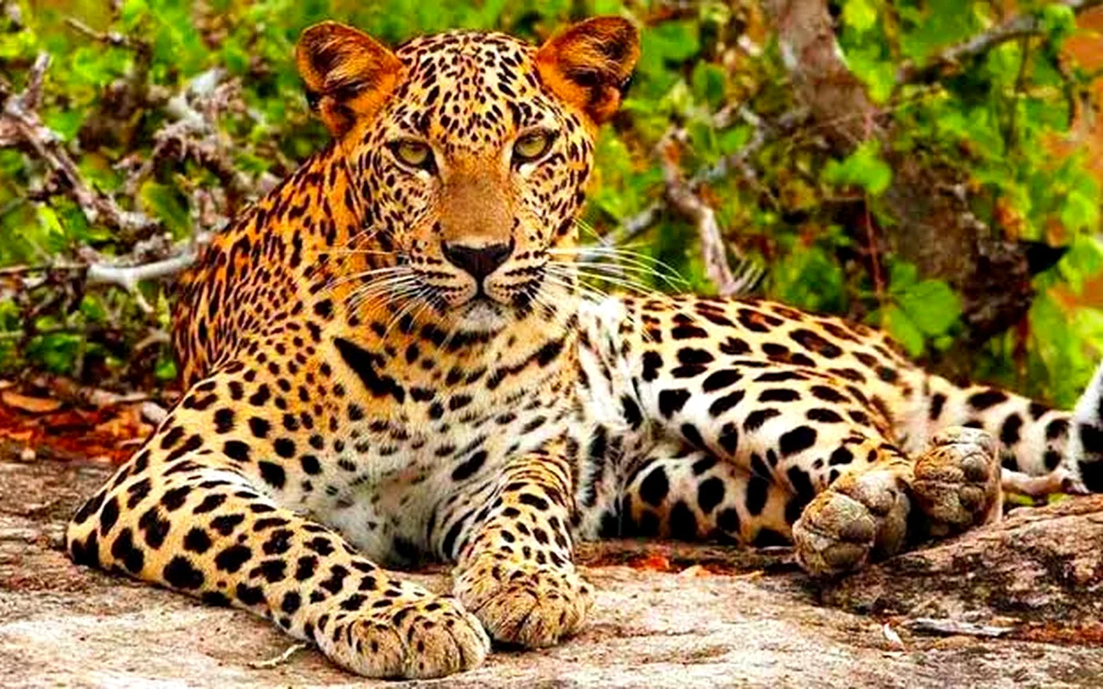 Wildlife & Nature