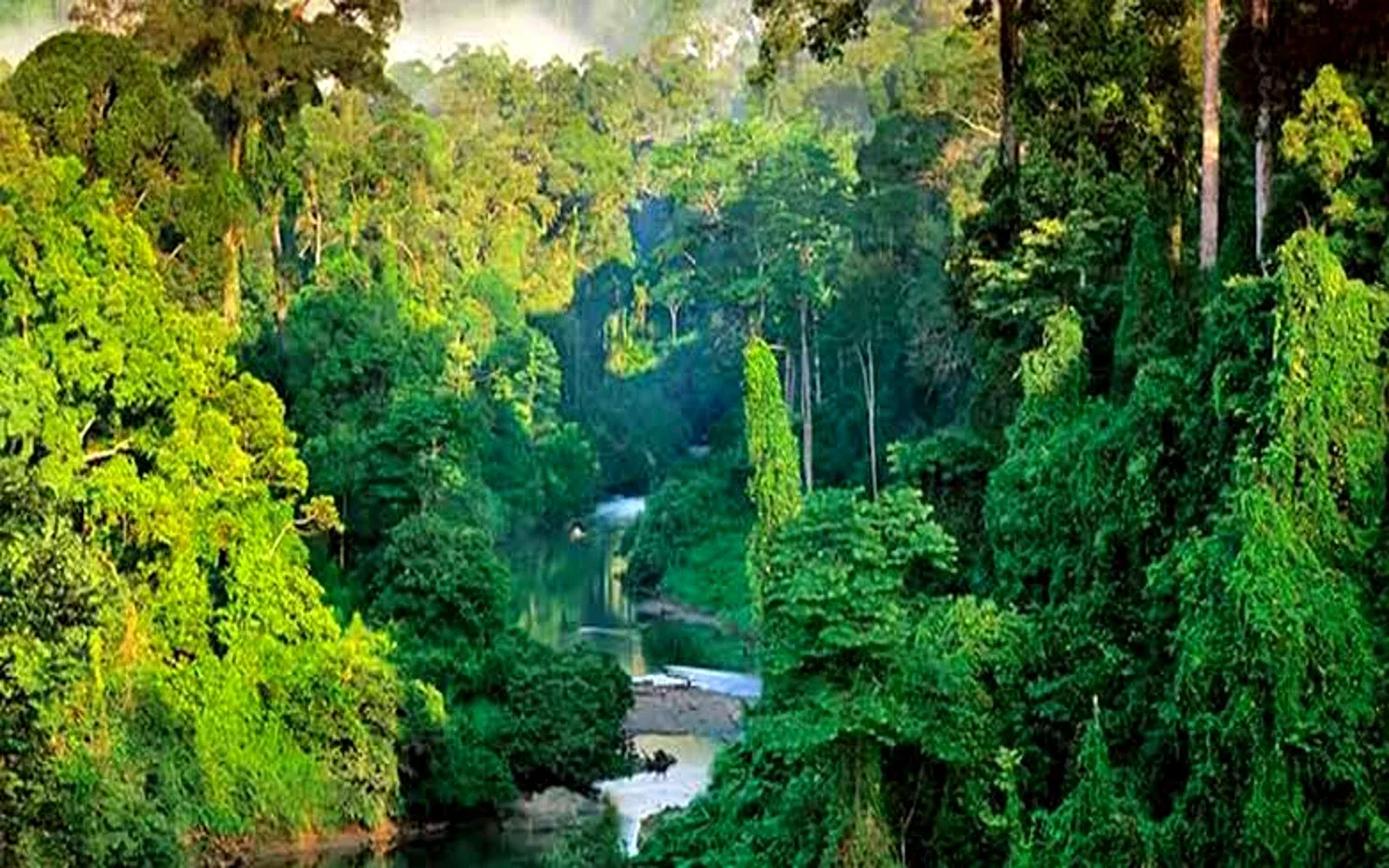 Nature Wellness