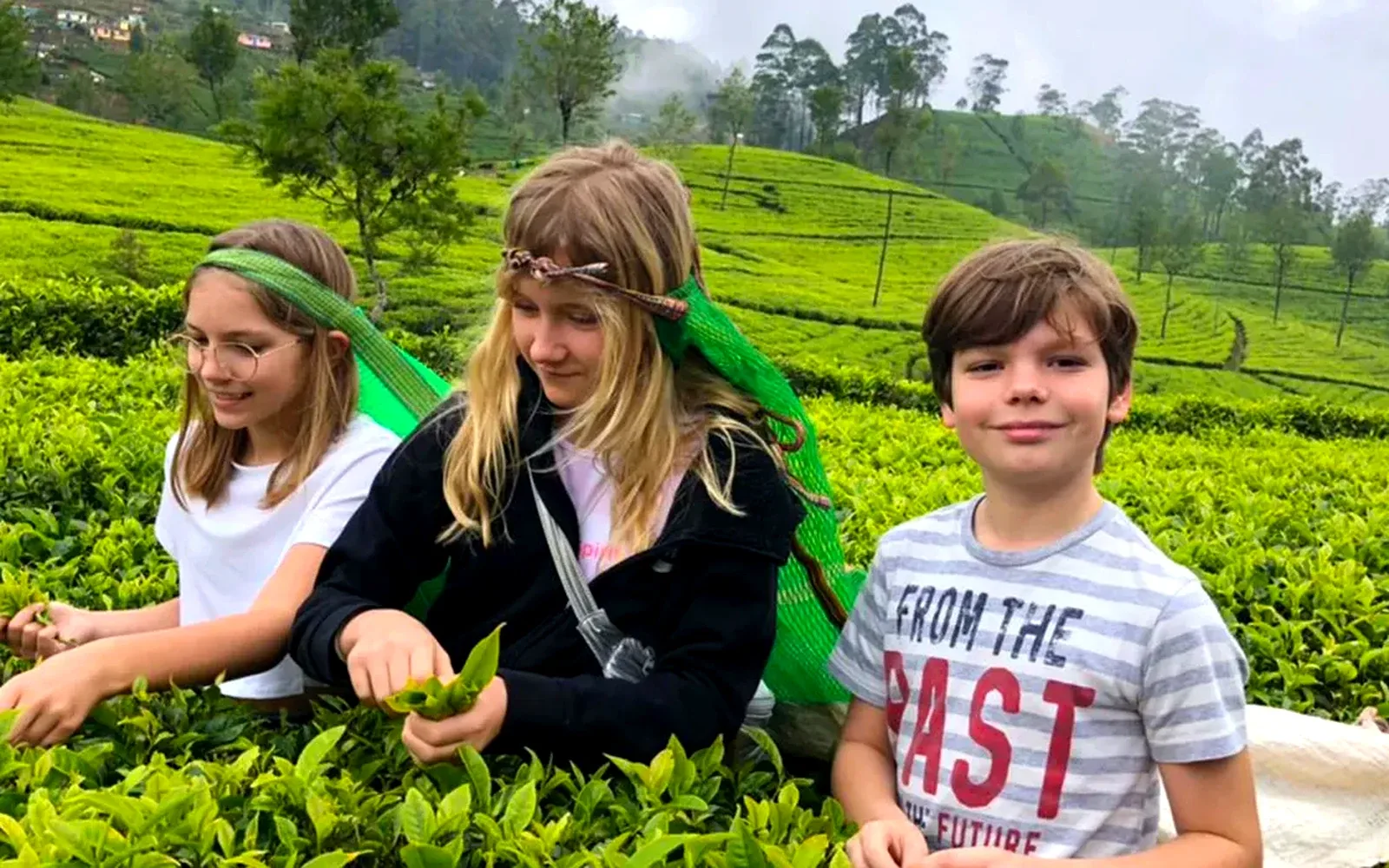 Tea Plantation Experience
