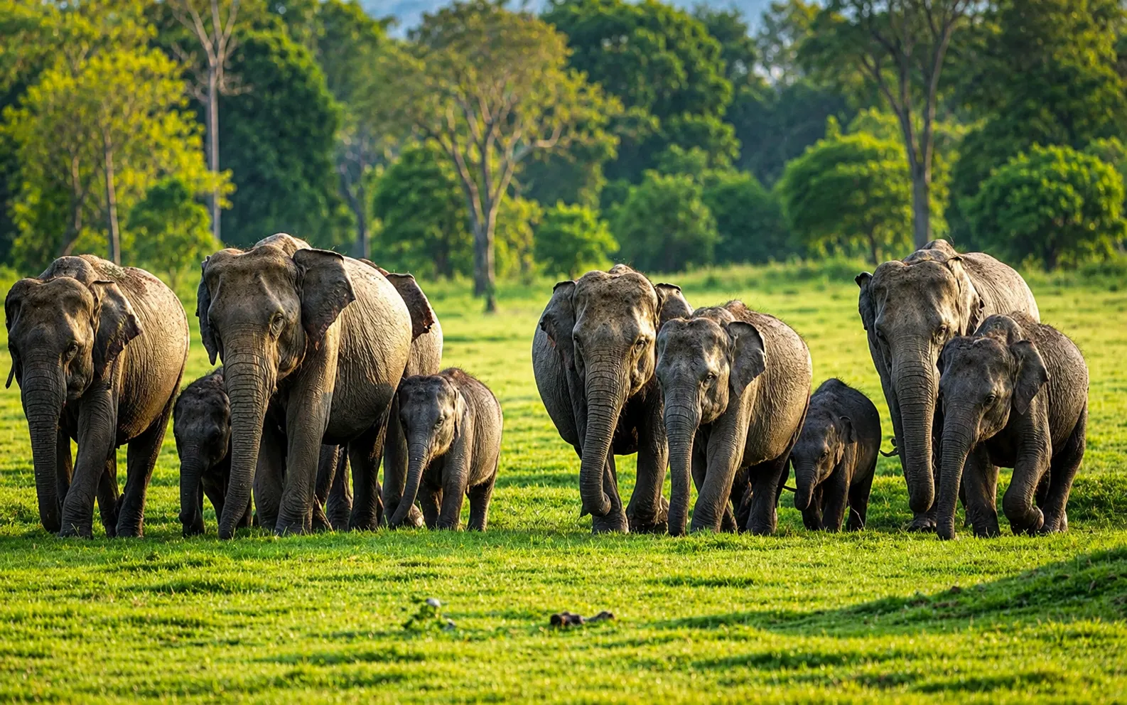 Sri Lanka elephant safari